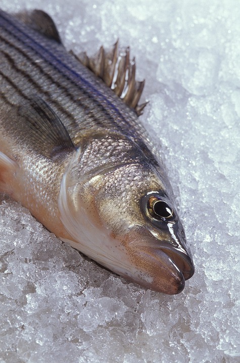 peixe congelado